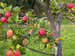 15st-apple-tree
