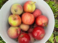 apple-picking-time
