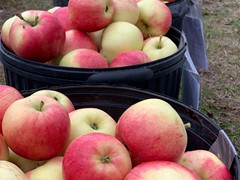 apple-sales