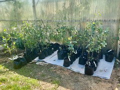 apple-tree-sale