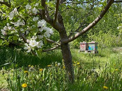 beehives-in-the-blossoming-orchard