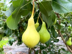 bella-di-guigno-in-the-greenhouse