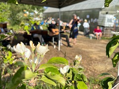 blossom-festival