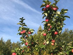 breaky-apples