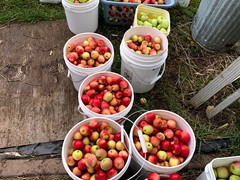 buckets-ready-for-grinding-and-juicing