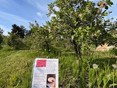 cherry-informational-sign