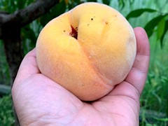 crimson-rocket-peaches-are-huge