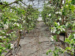 greenhouse-in-bloom