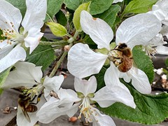 honeybees-at-work-on-the-apple-blossoms