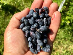 honey-berries