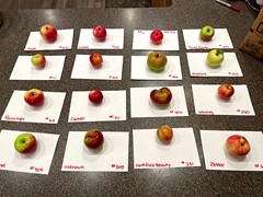 orchard-apples-ready-for-tasting