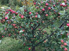 parkland-apples