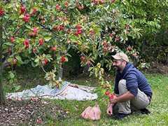 parkland-apples-in-the-orchard