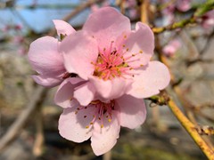 peach-blossoms