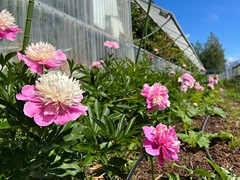 peony-garden
