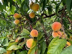 red-haven-peaches