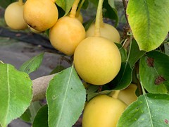 ripe-asian-pears