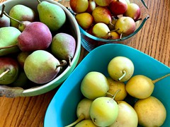 ripe-pears-from-the-greenhouse
