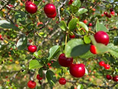 ripe-pie-cherries