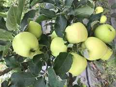 rubinette-apples