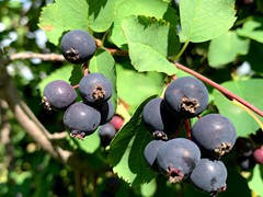 service-berries