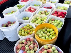 truckload-of-ripe-apples
