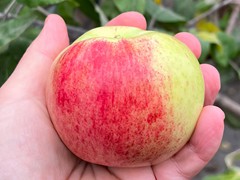 westland-apple