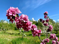 winekist-apple-blossoms