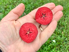 winkist-apple